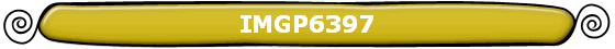 IMGP6397