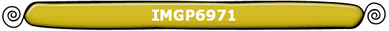 IMGP6971