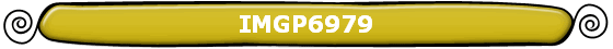 IMGP6979