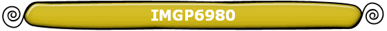 IMGP6980