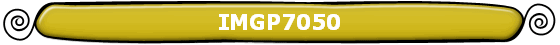 IMGP7050