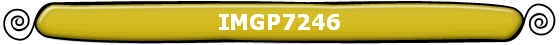 IMGP7246