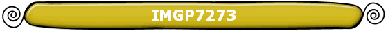 IMGP7273